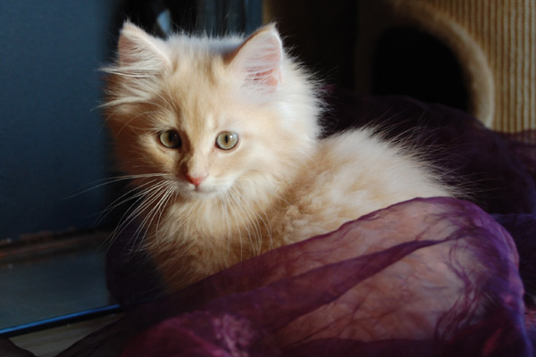 Orlando-11 Wochen.jpg